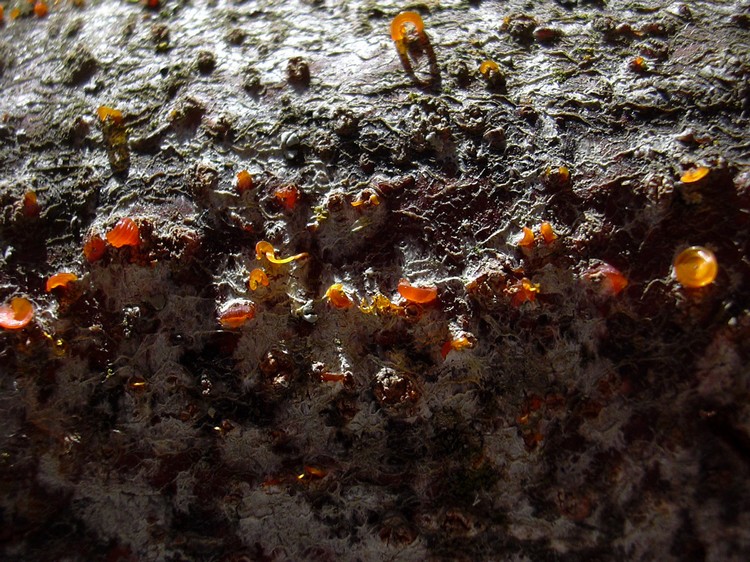 pi� lignicoli di cos�...