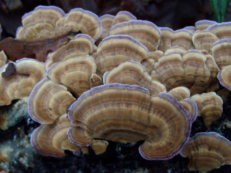 lignicoli (Trichaptum biforme)