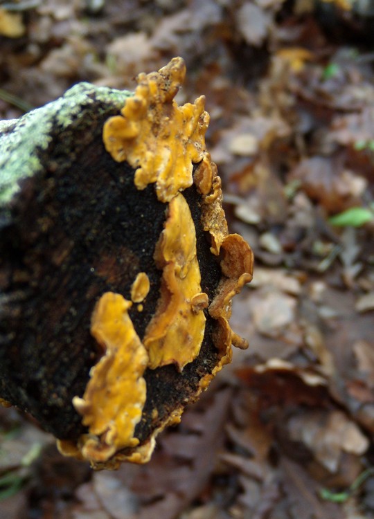 lignicolo giallo (Stereum hirsutum)