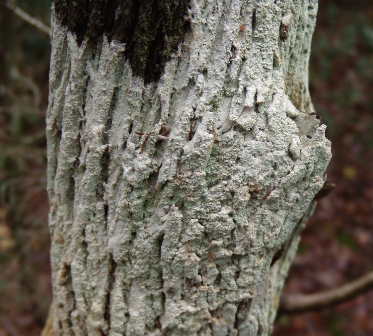 sui tronchi di orniello