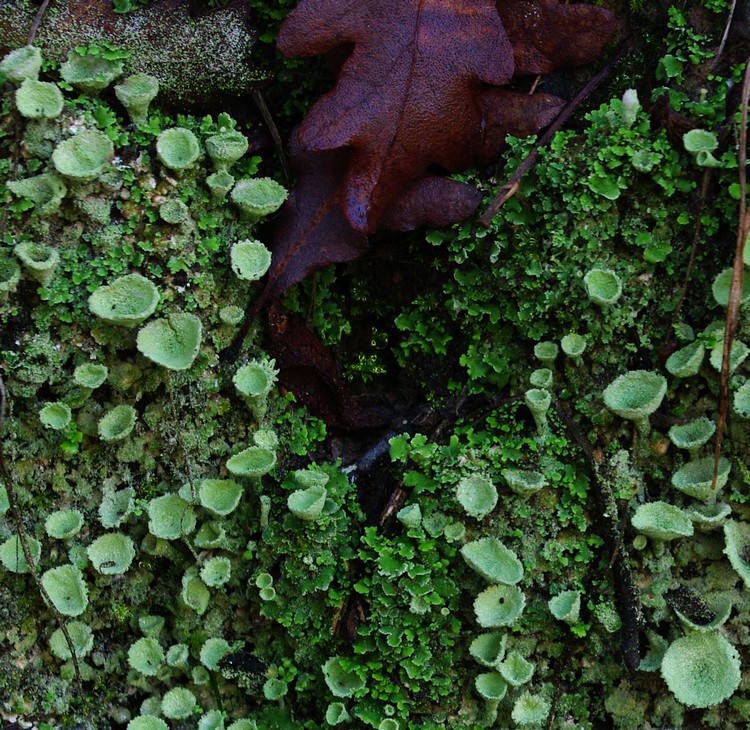 Cladonia 1