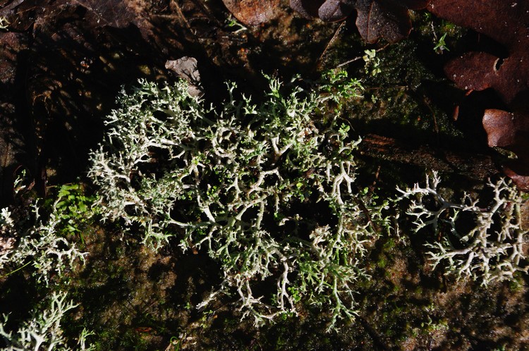 Cladonia 2