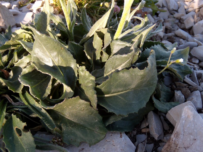 Senecio doronicum / Senecione mezzano