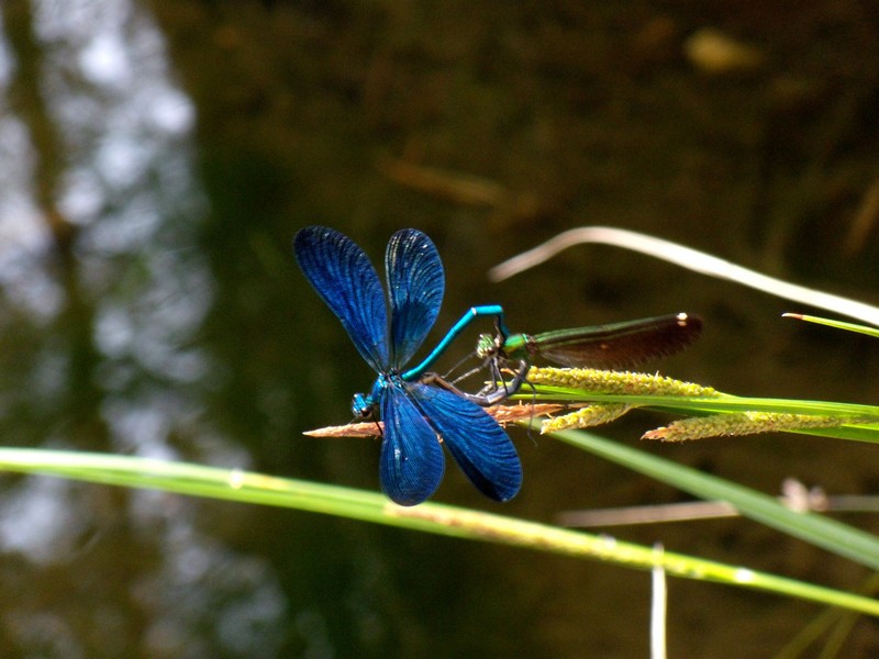 dalla Corsica - Calopteryx virgo meridionalis