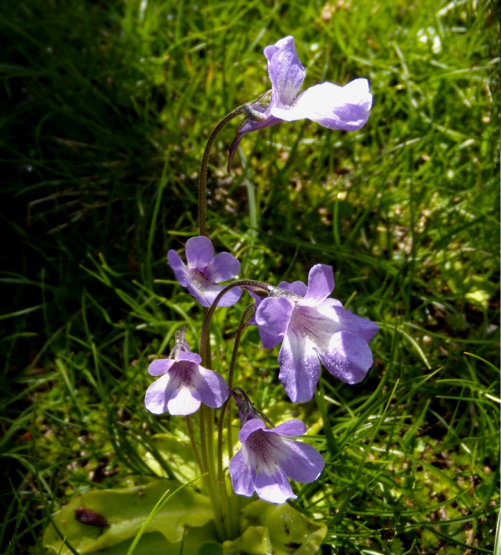 Pinguicula corsica