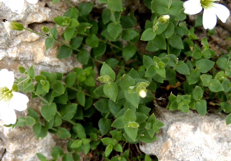 Arenaria bertolonii / Arenaria di Bertoloni