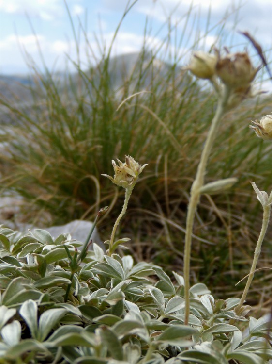 Potentilla apennina ssp. apennina / Cinquefoglia Appenninica