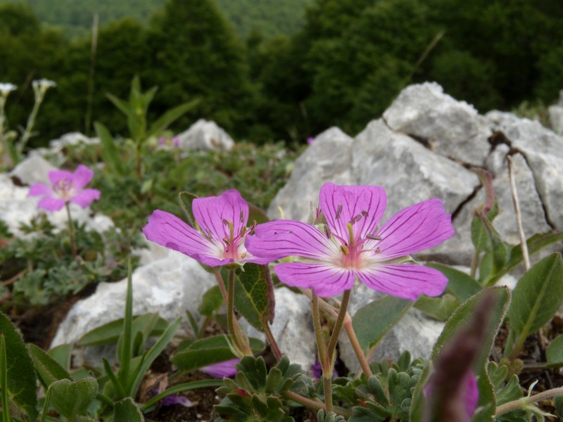 Geranium austroapenninum (=G.cinereum) / Geranio cenerino