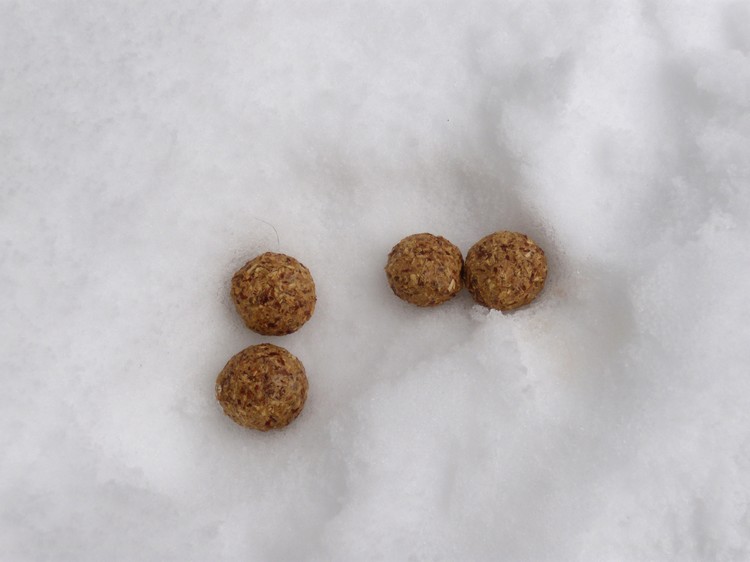 fatte e impronte sulla neve. Lepre
