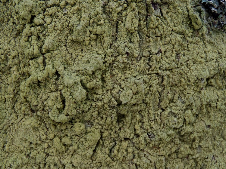crosta verde