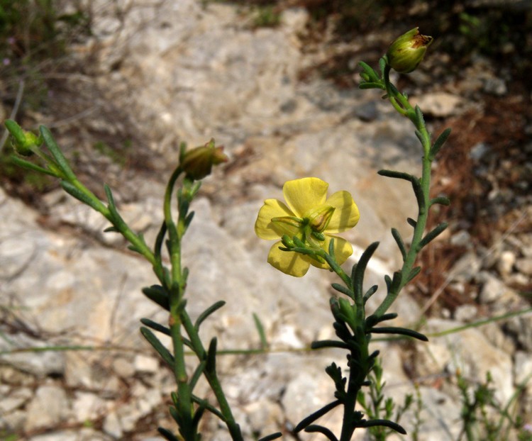 Fumana ericifolia (=Fumana ericoides) / Fumana mediterranea