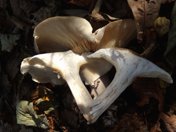 Clitocybe...