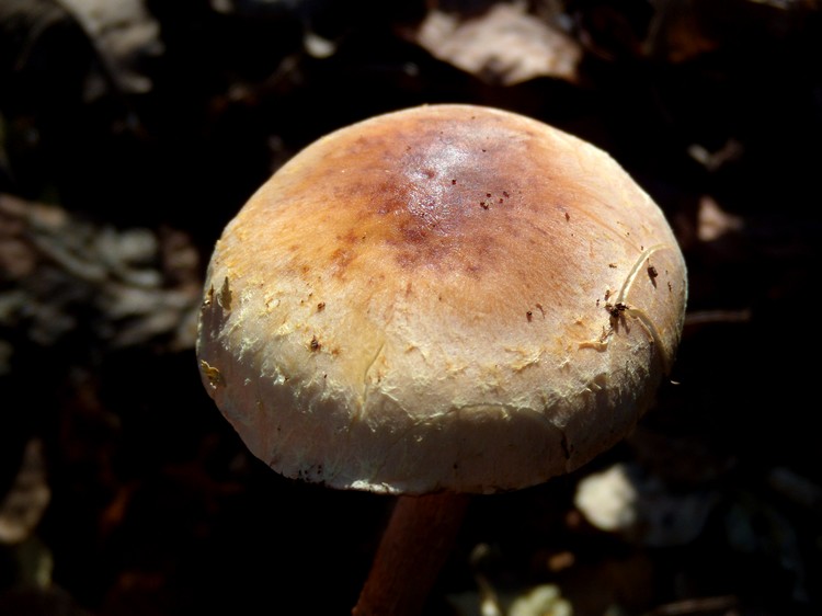 Hypholoma?