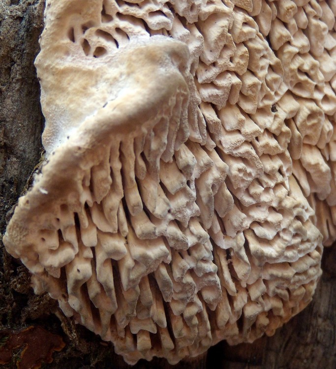 Daedalea ? (Daedalea quercina)
