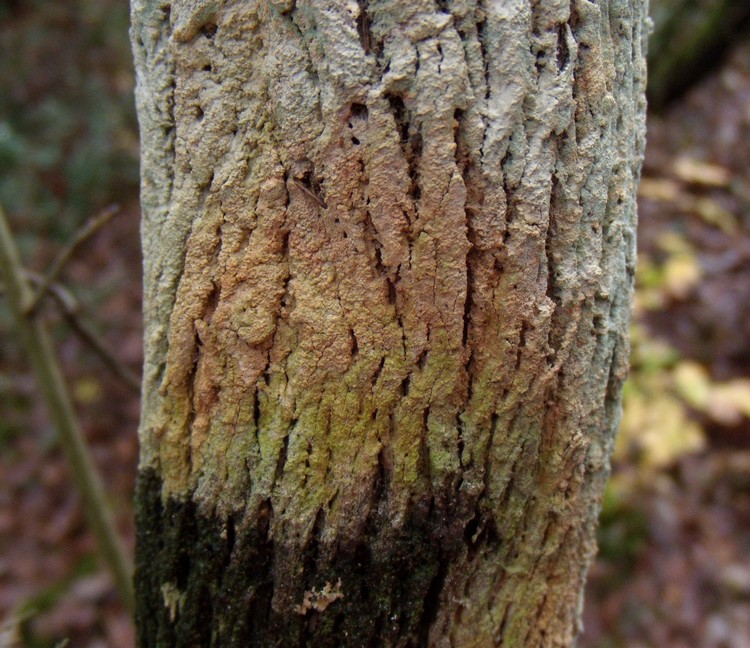 sui tronchi di orniello