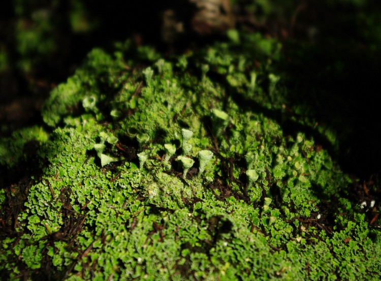 Cladonia 1