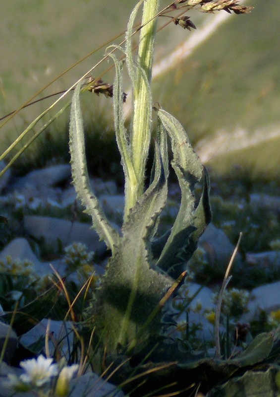 Senecio doronicum / Senecione mezzano