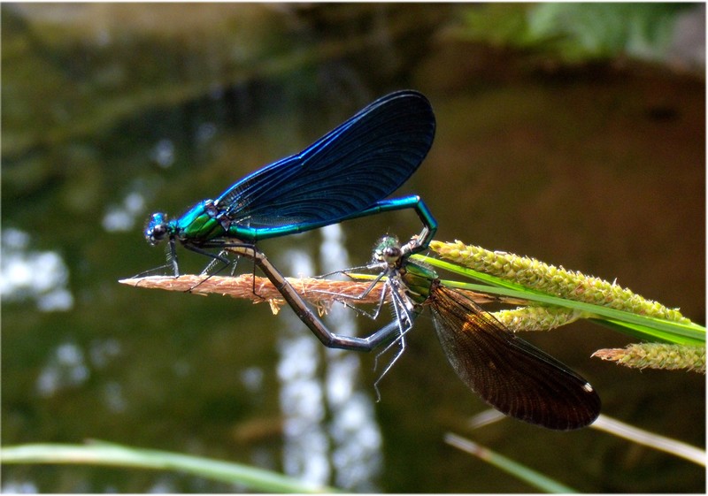 dalla Corsica - Calopteryx virgo meridionalis