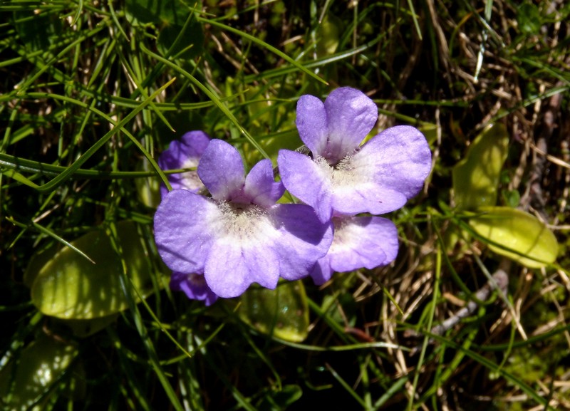 Pinguicula corsica