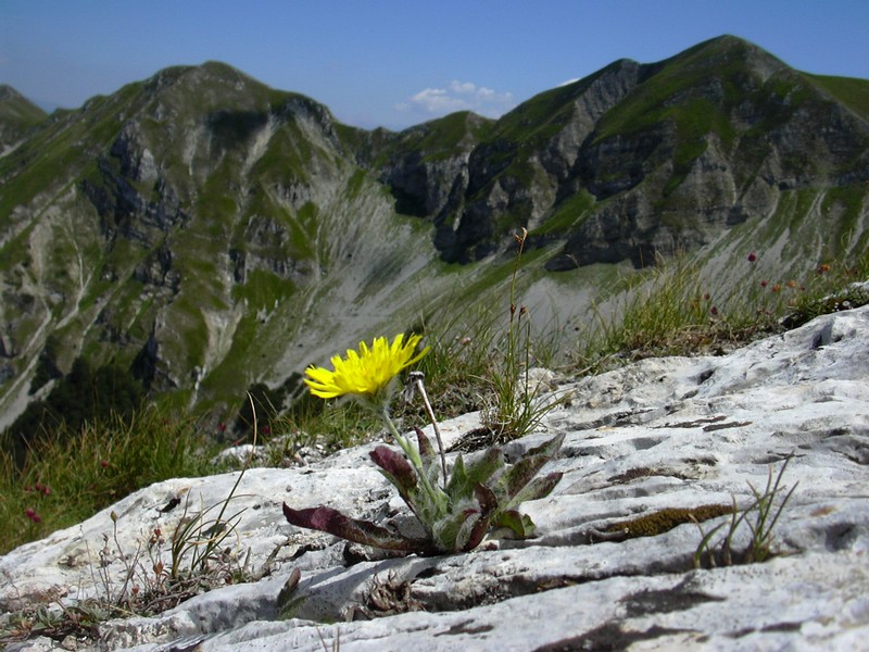 Hieracium cfr. angustifolium