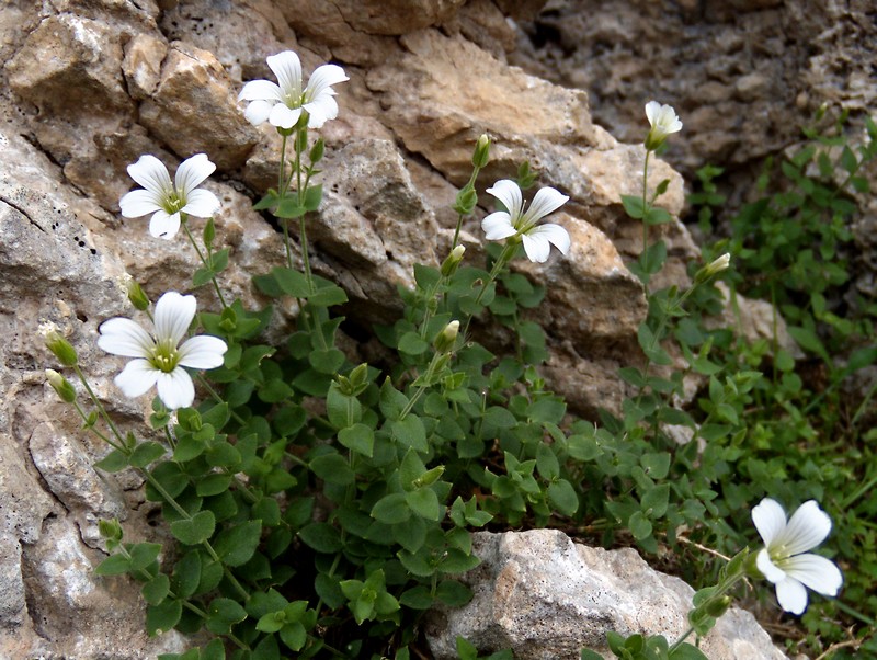 Arenaria bertolonii / Arenaria di Bertoloni