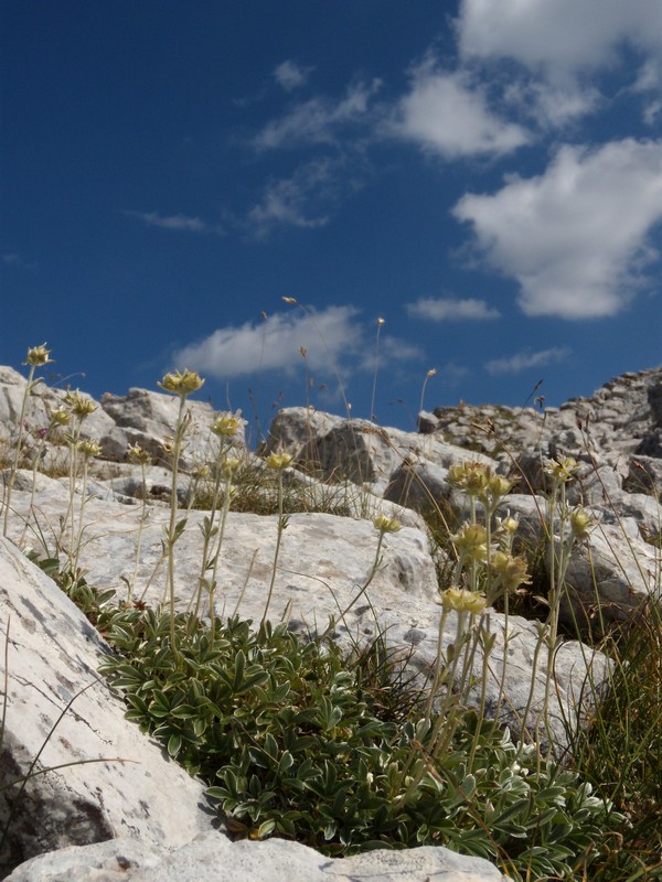 Potentilla apennina ssp. apennina / Cinquefoglia Appenninica
