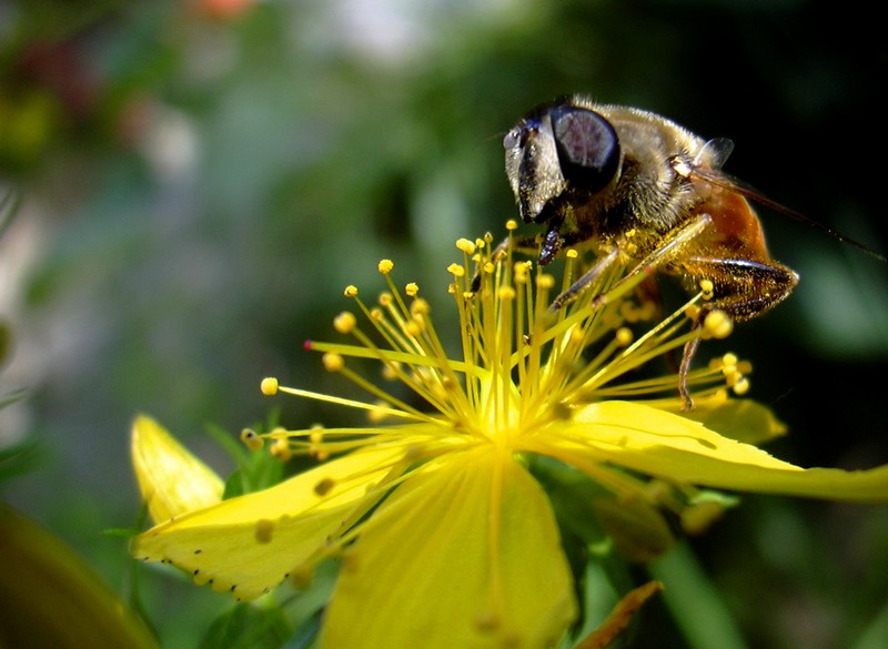 su Hypericum: Estalis tenax F (Syrphidae)