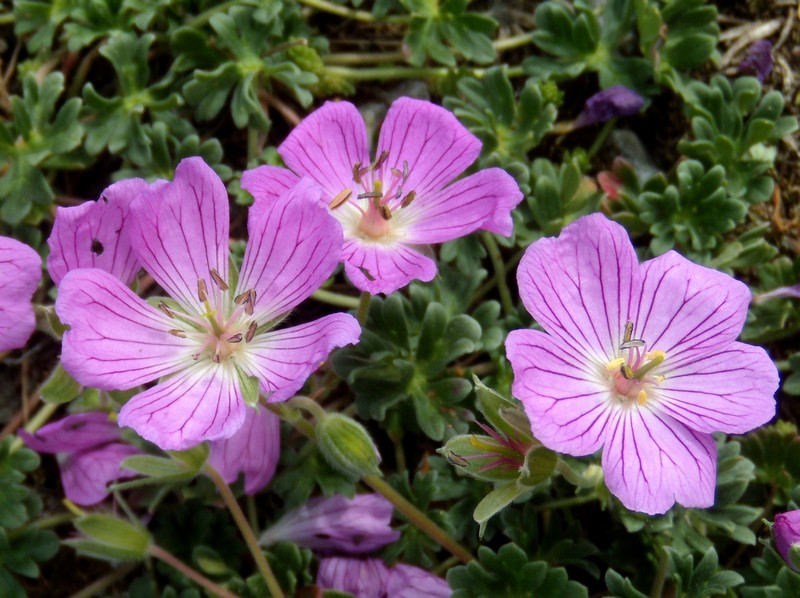 Geranium austroapenninum (=G.cinereum) / Geranio cenerino