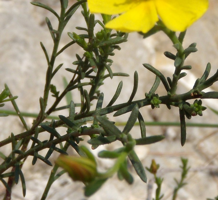 Fumana ericifolia (=Fumana ericoides) / Fumana mediterranea