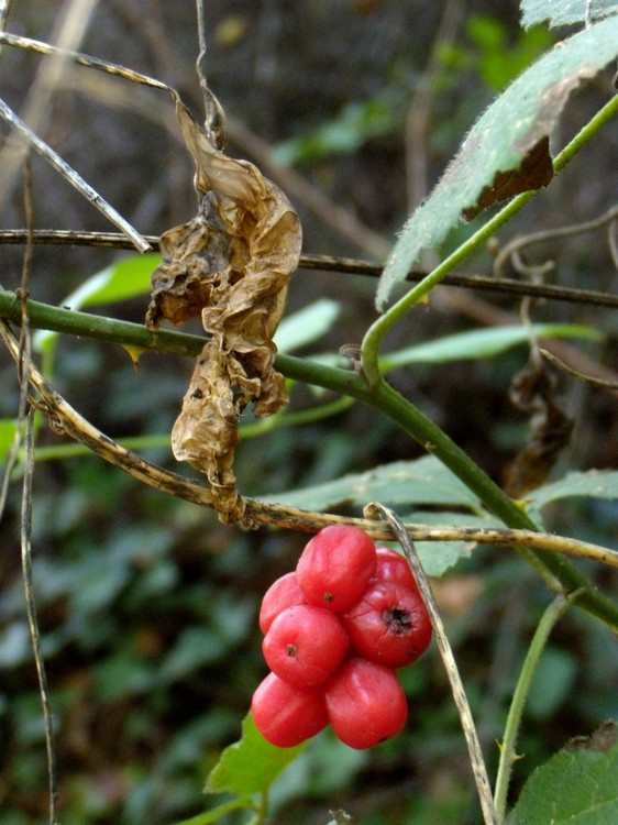 bellissime bacche rosse - Tamus communis