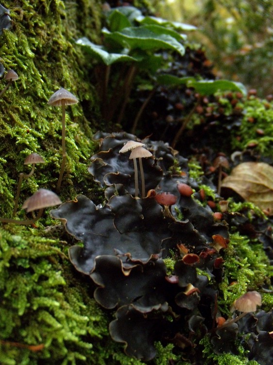 Peltigera sp. - lichene su quercia