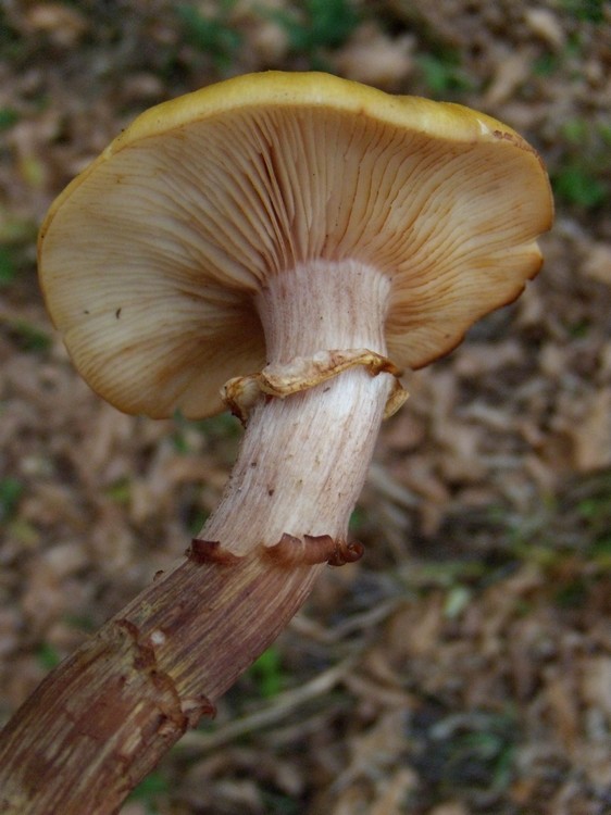Pholiota ?