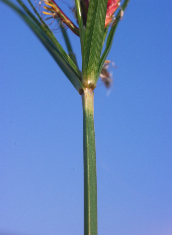 Cyperus rotundus / zigolo infestante