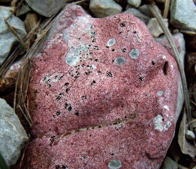 Verrucaria marmorea?