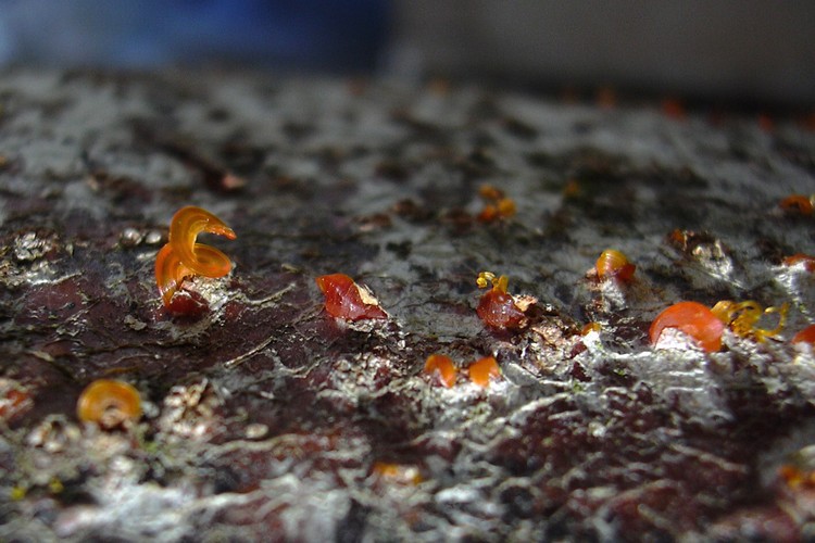 pi� lignicoli di cos�...