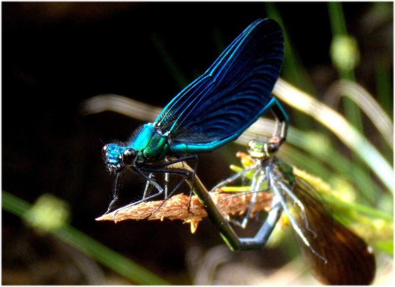 dalla Corsica - Calopteryx virgo meridionalis