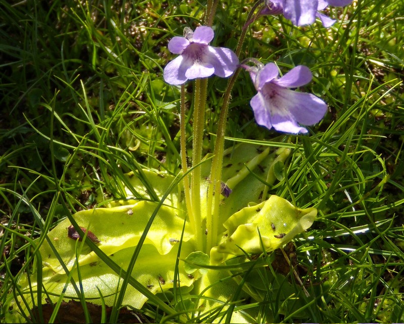 Pinguicula corsica