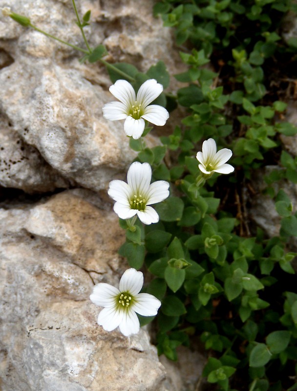 Arenaria bertolonii / Arenaria di Bertoloni