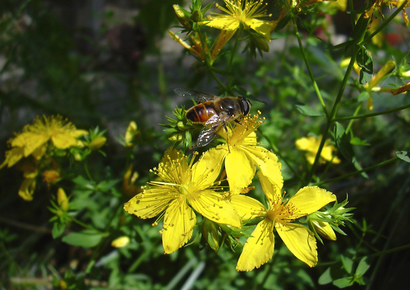su Hypericum: Estalis tenax F (Syrphidae)