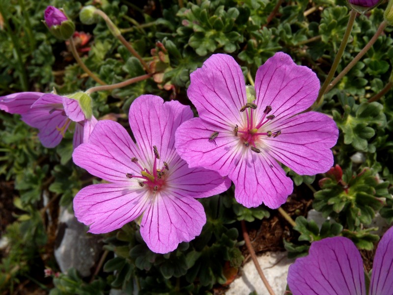 Geranium austroapenninum (=G.cinereum) / Geranio cenerino