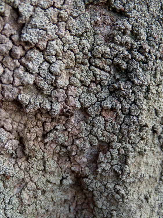 lichene etrusco