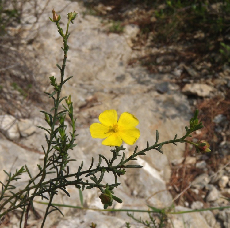 Fumana ericifolia (=Fumana ericoides) / Fumana mediterranea