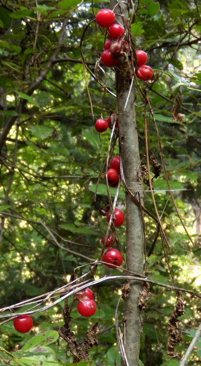 bellissime bacche rosse - Tamus communis