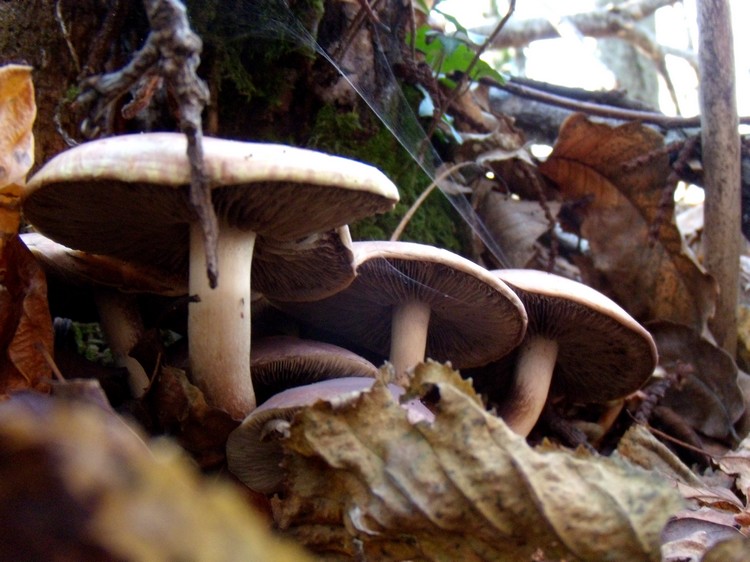 Hypholoma?