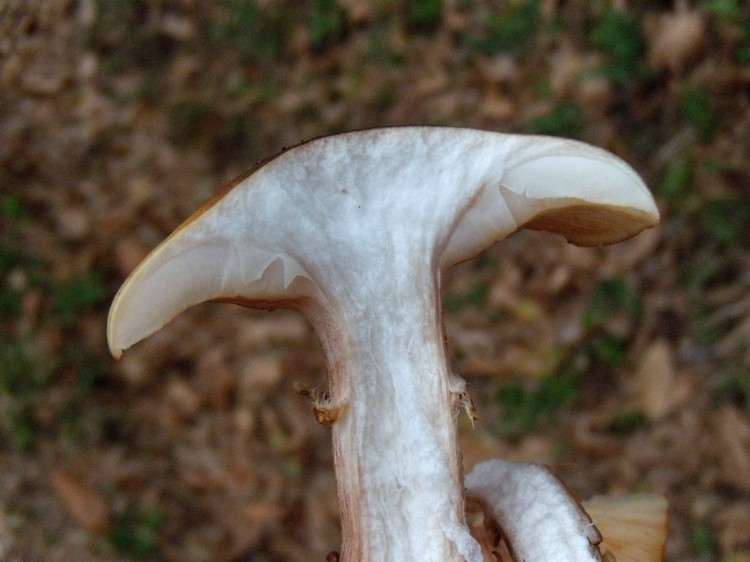 Pholiota ?