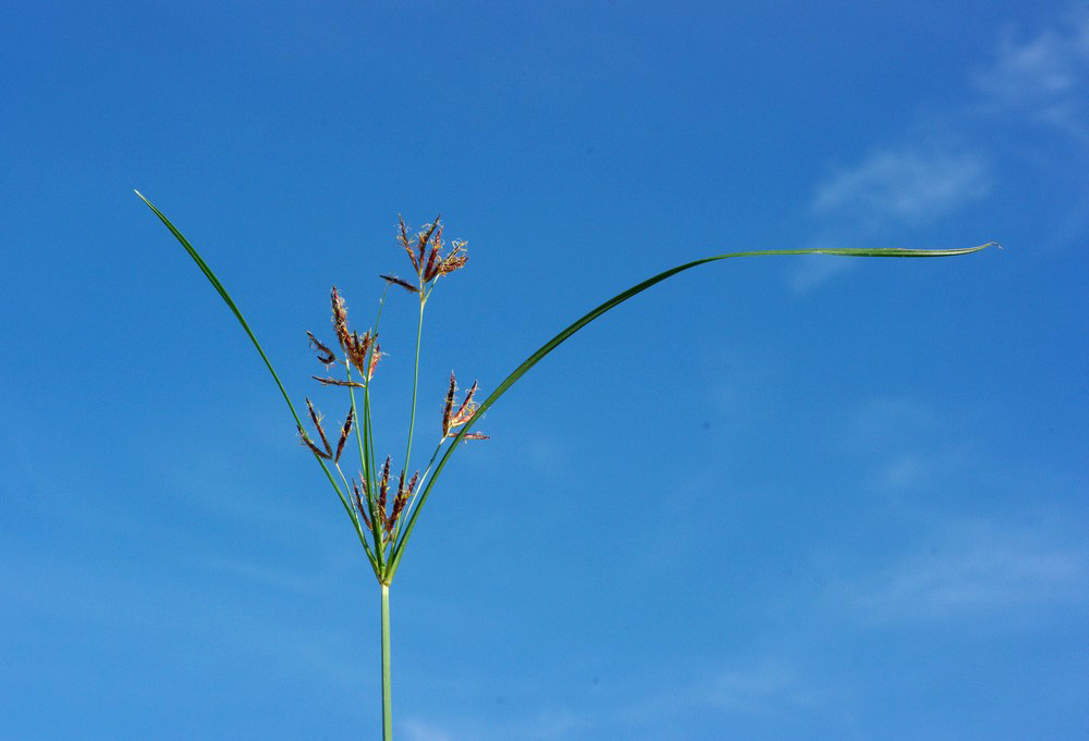 Cyperus rotundus / zigolo infestante