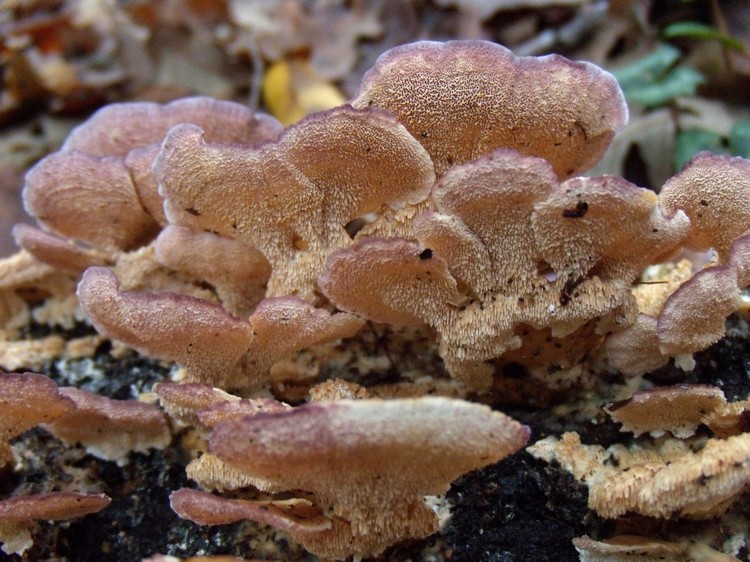 lignicoli (Trichaptum biforme)