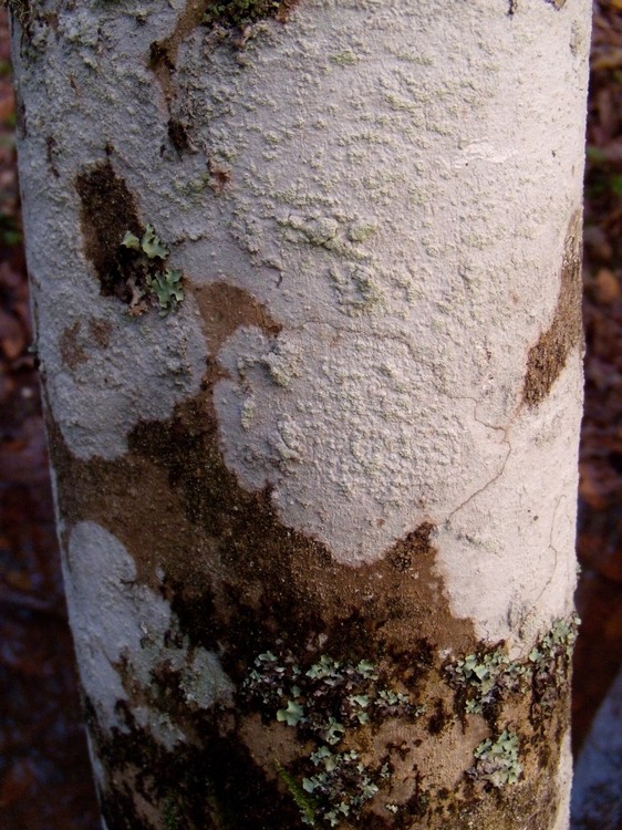 sui tronchi di orniello