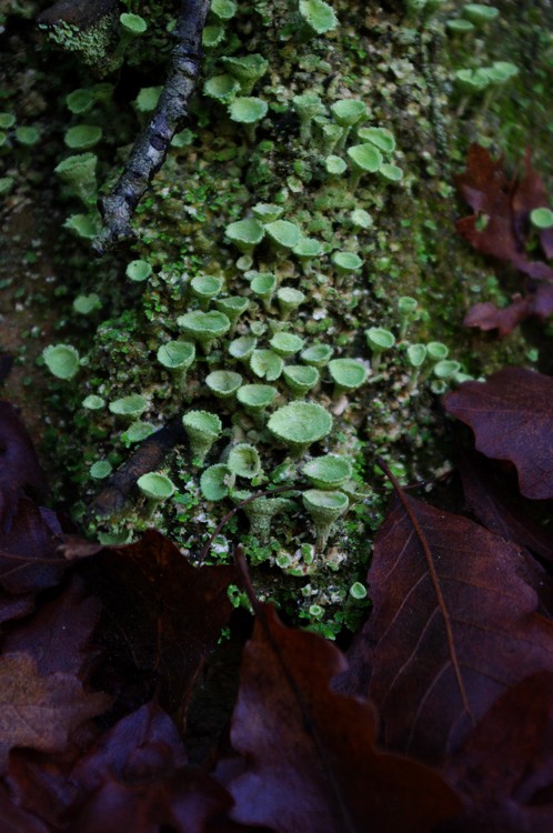 Cladonia 1