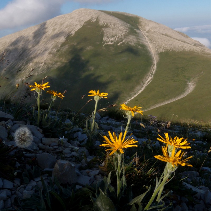 Senecio doronicum / Senecione mezzano